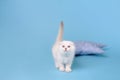 White fold Scottish breed kitten on blue background with tail up, studio photography Royalty Free Stock Photo