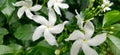 White folowers of Tabernaemontana divaricata on plant