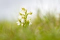 White fomr Orchis morio, Green-veined Orchid, flowering European terrestrial wild flower in nature habitat, detail of bloom, green Royalty Free Stock Photo