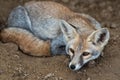 White footed fox or desert fox or Vulpes vulpes pusilla at ranthambore