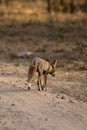 white footed fox or desert fox or vulpes vulpes pusilla back profile or view running or crossing forest track at outdoor jungle