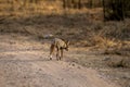 white footed fox or desert fox or vulpes vulpes pusilla back profile or view running or crossing forest track at outdoor jungle