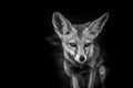 White footed fox or desert fox or vulpes vulpes pusilla black and white portrait at tal chhapar sanctuary, india