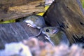 White-footed Mice in Nest 34290
