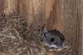 White-footed Mouse in nesting box in the fall