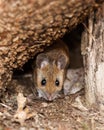 White footed mouse in spring