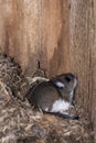 White-footed Mouse taking over a bird nesting box for shelter in the fall