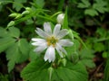 White forest flower