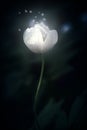 White forest flower Anemone nemorosa shining and sparkle on dark background . Blurred focus. Miracle and hope concept. Low key