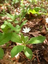 White forest flower close up