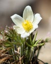 White forest flower close-up Royalty Free Stock Photo