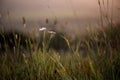 Forest flowers in a meadow at sunset summer day Royalty Free Stock Photo