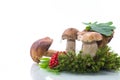 White forest mushroom Royalty Free Stock Photo