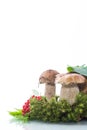 White forest mushroom Royalty Free Stock Photo