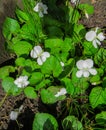 White forest violets in early spring in the forest