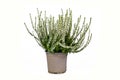 White form of `Calluna vulgaris` heather plant in flower pot on white background Royalty Free Stock Photo