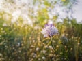 White form of Field scabious Knautia arvensis with purple pistils flowering in the steppe nature. Tiny wildflowers closeup