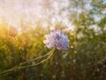 White form of Field scabious Knautia arvensis with purple pistils flowering in the steppe nature. Tiny wildflowers closeup