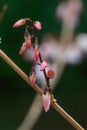 White forsythia Abeliophyllum distichum pink buds