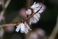 White forsythia Abeliophyllum distichum white flowers