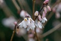 White forsythia Abeliophyllum distichum white flowers and pink buds