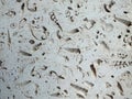 White fossil limestone slab