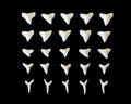 White fossilized shark teeth Royalty Free Stock Photo