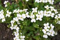 White four-petalled flowers close-up in the garden in spring