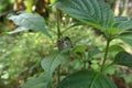 A white four ring butterfly couple mating on top of a leaf in the wild area Royalty Free Stock Photo