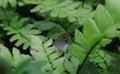 A white four ring butterfly perched on top of a fern leaf, the butterfly\'s back view