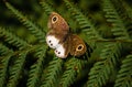 White Fourring (Ypthima ceylonica) Royalty Free Stock Photo