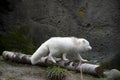 White fox in point defiance zoo and aquarium Royalty Free Stock Photo