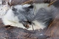 White fox sleeping under tree in Auyuittuq National Park Canada