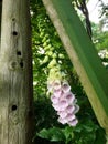 White foxglove Royalty Free Stock Photo