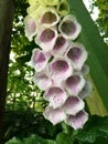 White foxglove Royalty Free Stock Photo