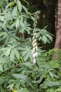 White foxglove Royalty Free Stock Photo
