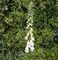 White foxglove growing in an English country garden Royalty Free Stock Photo