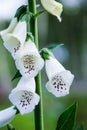 White foxgloves closeup in summer Royalty Free Stock Photo