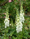 White Foxgloves Royalty Free Stock Photo