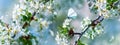 White fragile butterfly and white cherry flowers in spring fairy garden.