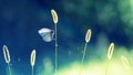 White fragile butterfly on a grass. Summer natural image.