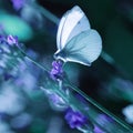 White fragile butterfly on lavender flowers. Summer natural image. Square format.