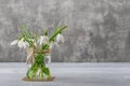 White fragile snowdrops in a glass jar with bow against gray background. Small beautiful bouquet of the first spring flowers Royalty Free Stock Photo