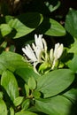 White fragnant jasmine flowers