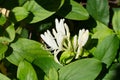 White fragnant jasmine flowers Royalty Free Stock Photo