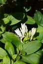 White fragnant jasmine flowers