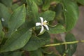 Citrus limon close up