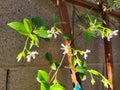 Closeup of Star Jasmine on Trellis Royalty Free Stock Photo