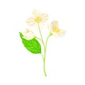 White Fragrant Flowers of Jasmine Plant Specie Sprig with Pinnate Leaves Closeup Vector Illustration