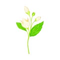 White Fragrant Flowers of Jasmine Plant Specie Sprig with Pinnate Leaves Closeup Vector Illustration